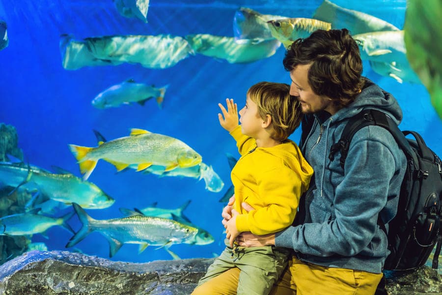 Как получить гражданство ОАЭ и переехать в Дубай с детьми