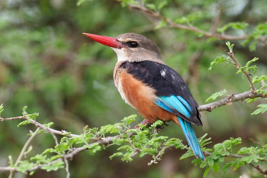 Птицы и животные Вануату